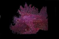 picture of Colored Rhinopias Scorpionfish Lrg                                                                   Rhinopius aphanes